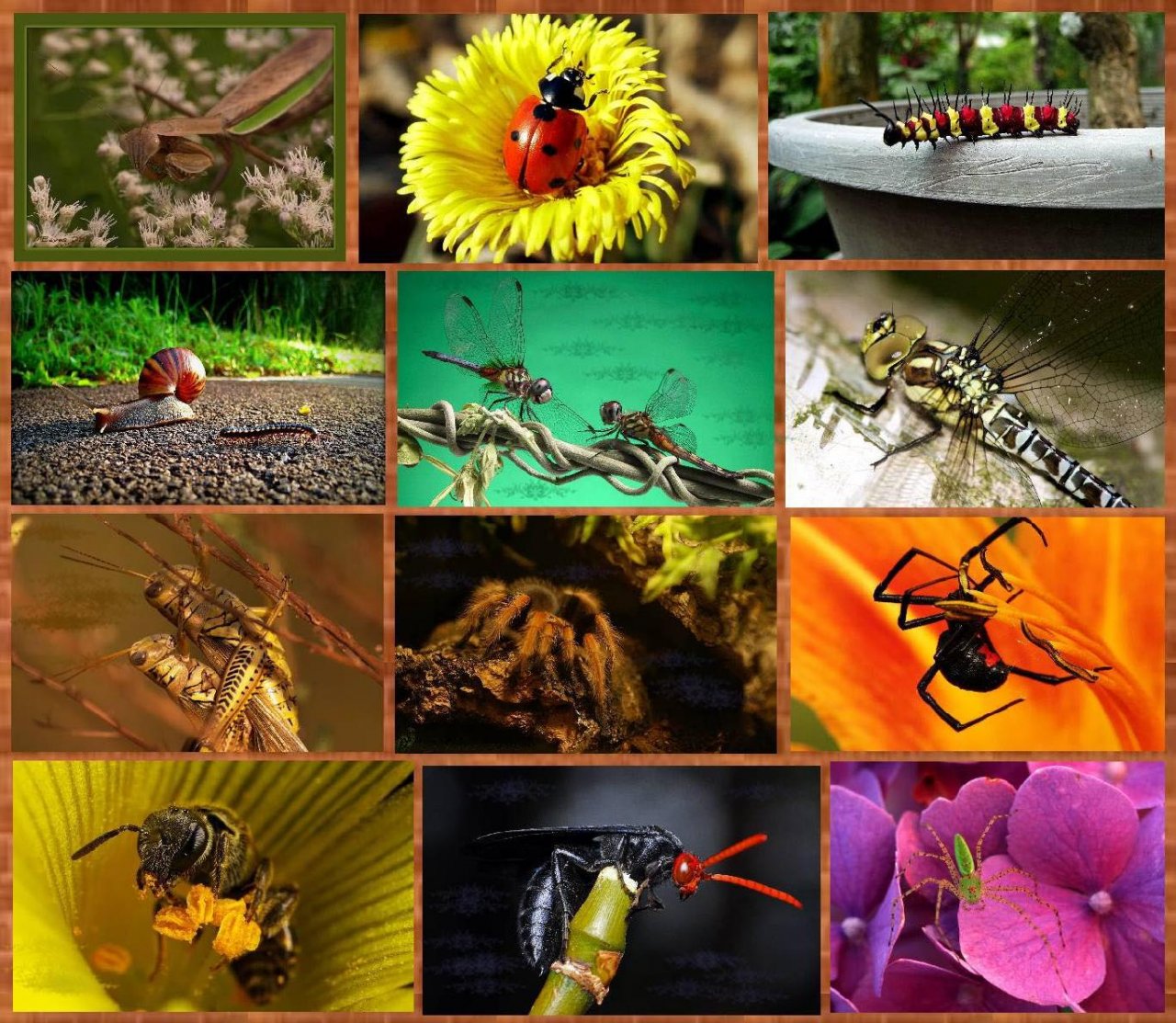 Насекомые и различные животные. Насекомые. Насекомые много разных. Насекомые коллаж. Разнообразие насекомых.