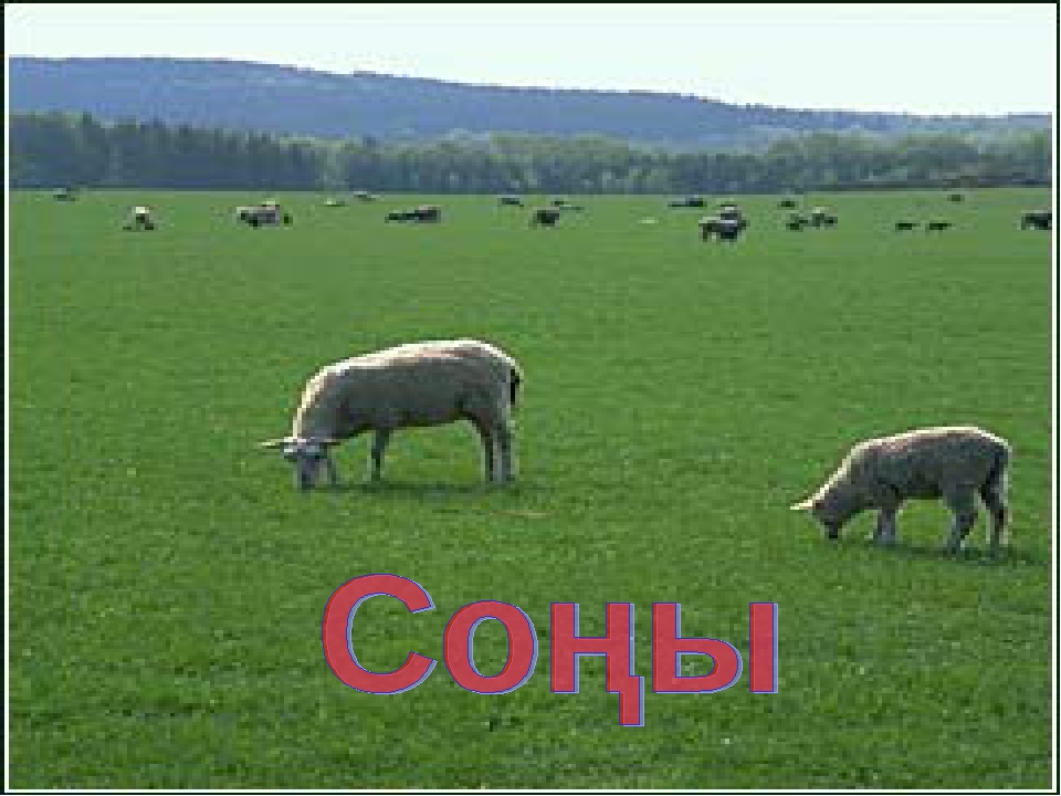 Презентация сказка "Акылсыз өгіз" для дошкольников