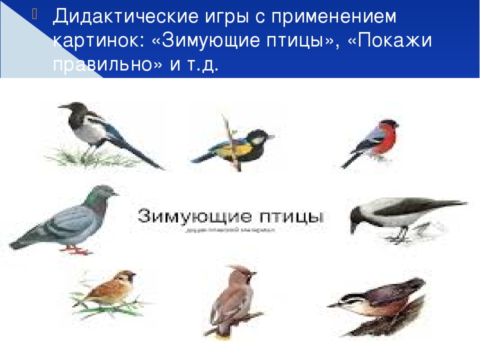 Почему зимующие птицы остаются зимовать. Тени зимующих птиц. Дидактическая игра зимующие птицы. Зимующие птицы для детей 4-5. Картотека зимующих и перелетных птиц для детского сада.