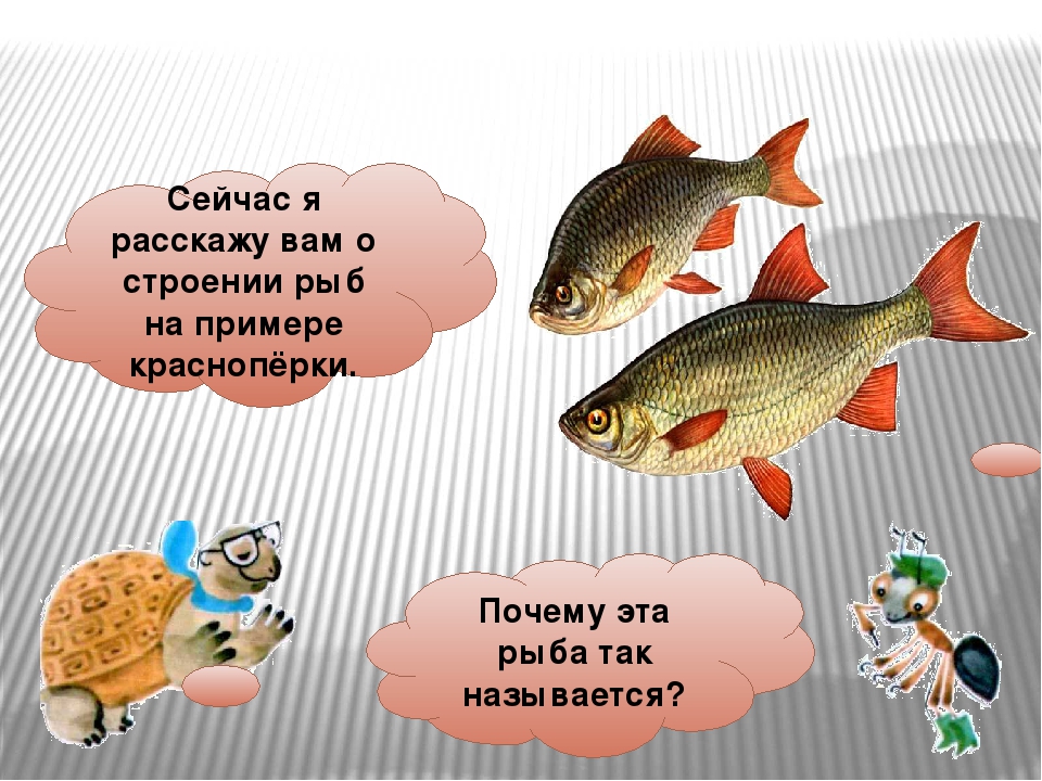Презентация для занятия по экологическому воспитанию на тему "РЫБЫ"