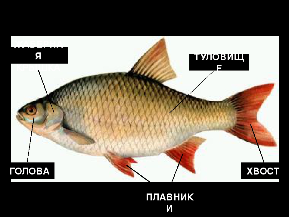 Презентация для занятия по экологическому воспитанию на тему "РЫБЫ"