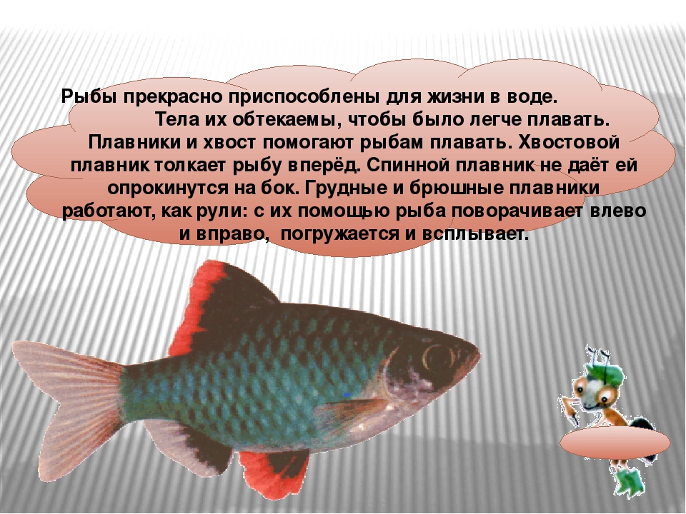 Презентация для занятия по экологическому воспитанию на тему "РЫБЫ"