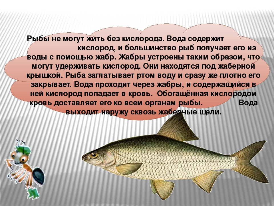 Презентация для занятия по экологическому воспитанию на тему "РЫБЫ"