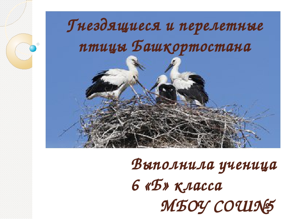 Гнездящиеся и перелетные птицы Башкортостана
