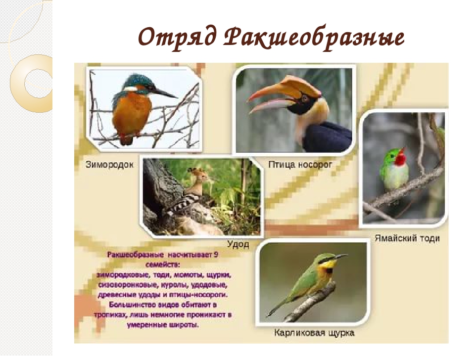Гнездящиеся и перелетные птицы Башкортостана