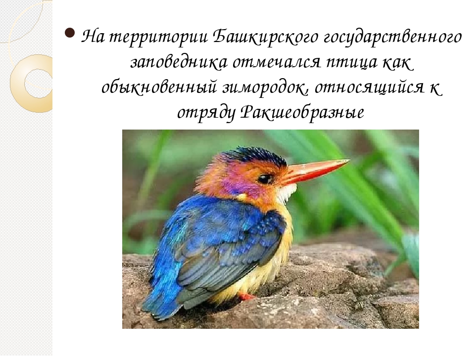 Гнездящиеся и перелетные птицы Башкортостана