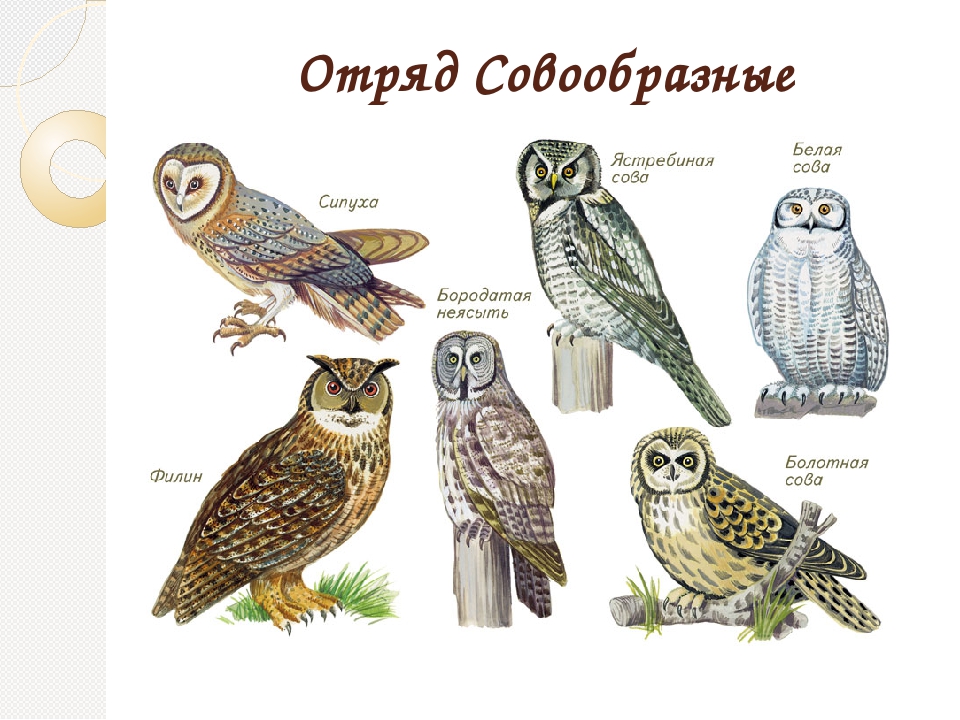 Гнездящиеся и перелетные птицы Башкортостана