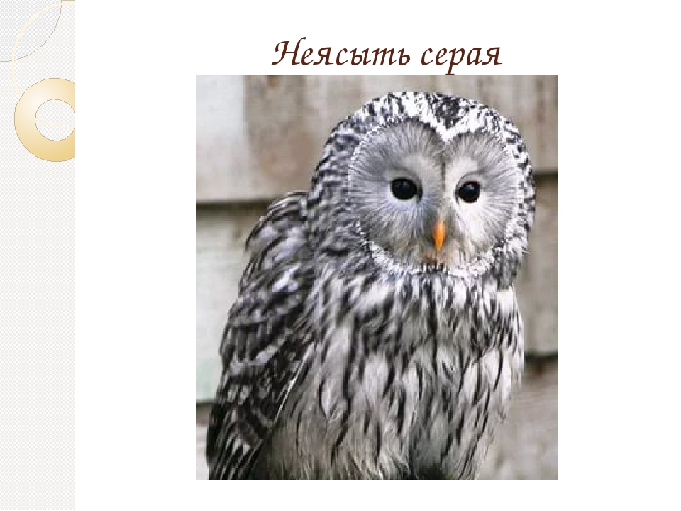 Гнездящиеся и перелетные птицы Башкортостана