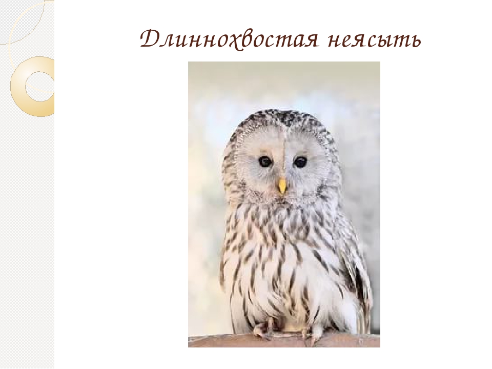 Гнездящиеся и перелетные птицы Башкортостана
