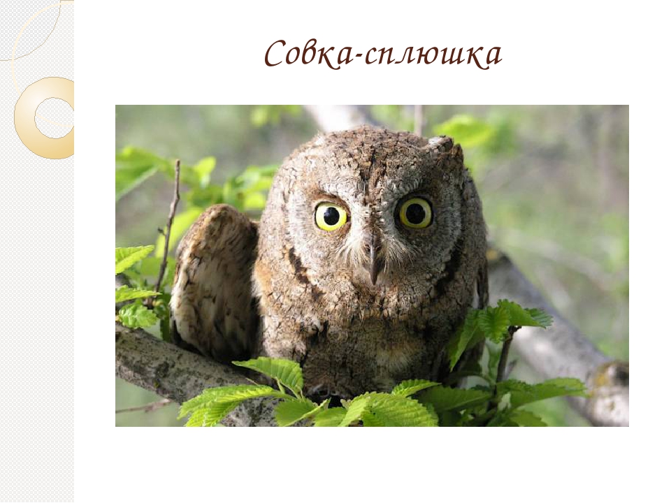 Гнездящиеся и перелетные птицы Башкортостана