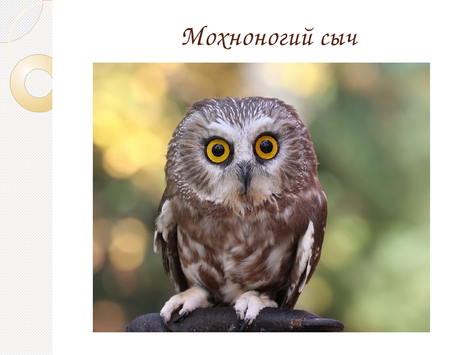 Гнездящиеся и перелетные птицы Башкортостана