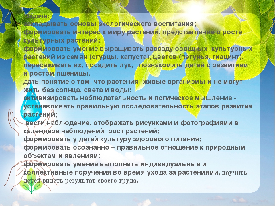 Экологический проект "Огород на подоконнике"