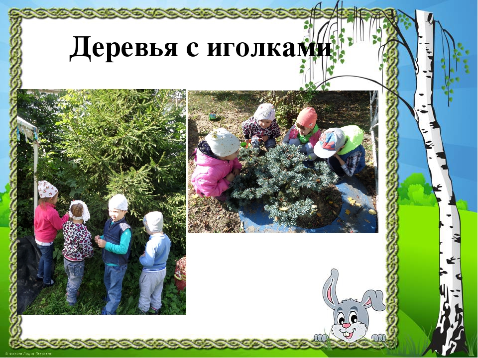 Презентация к проекту "Здравствуй, деревце!"