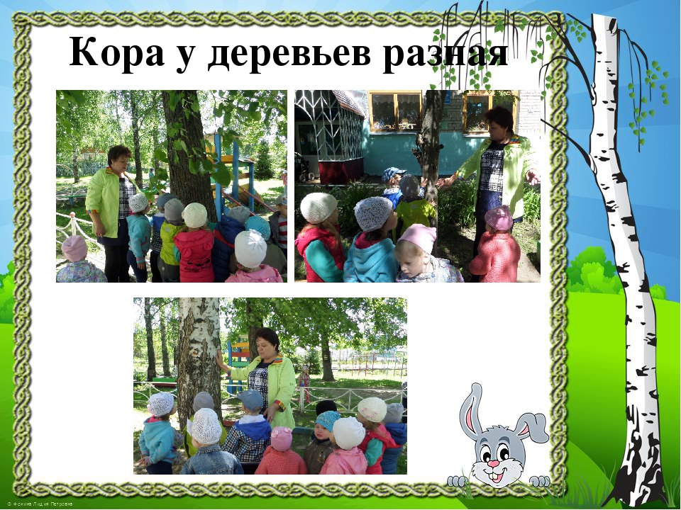 Презентация к проекту "Здравствуй, деревце!"