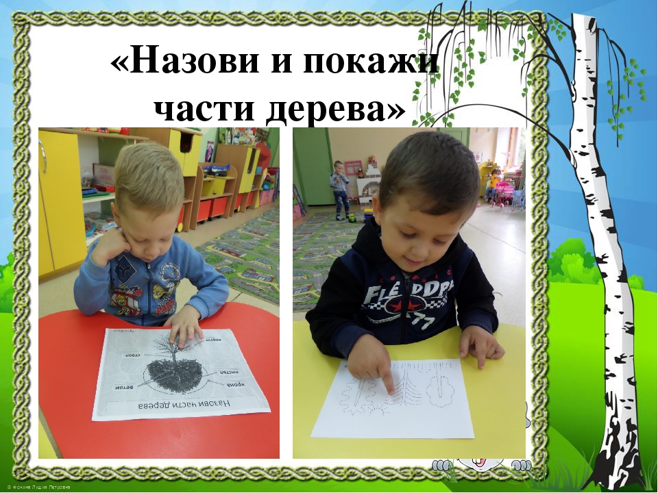 Презентация к проекту "Здравствуй, деревце!"