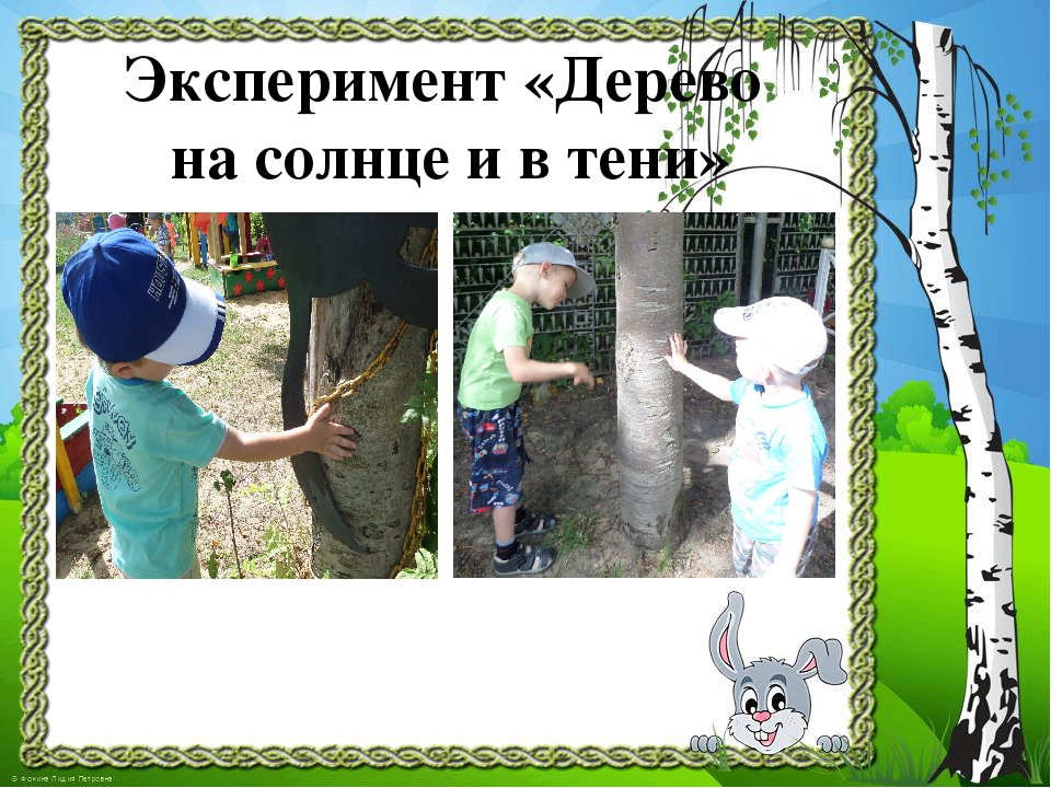 Презентация к проекту "Здравствуй, деревце!"