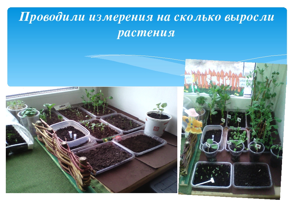 Презентация проекта "Огород на подоконнике"