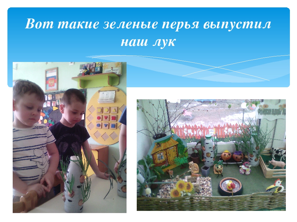 Презентация проекта "Огород на подоконнике"