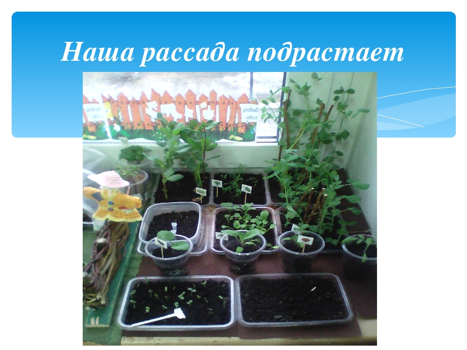 Презентация проекта "Огород на подоконнике"