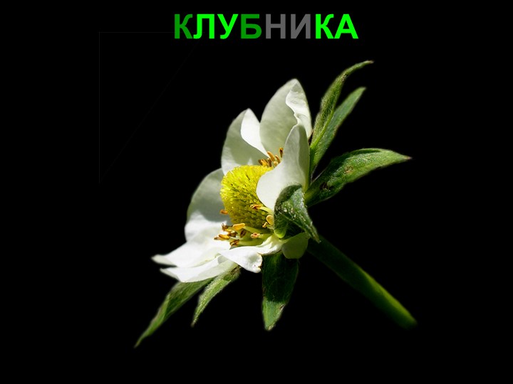 Презентация для детей дошкольного возраста "Ягоды"