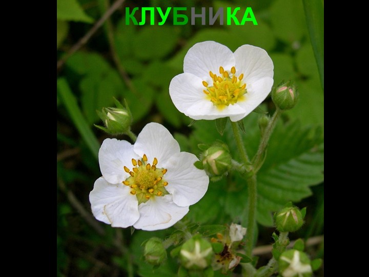 Презентация для детей дошкольного возраста "Ягоды"