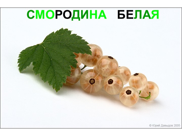 Презентация для детей дошкольного возраста "Ягоды"