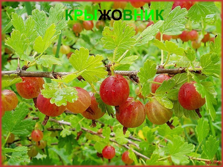 Презентация для детей дошкольного возраста "Ягоды"
