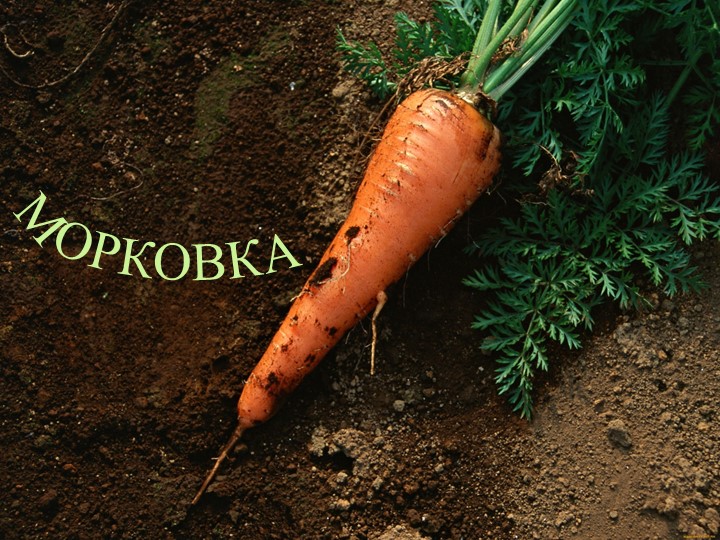Презентация по природе на тему "Морковь" средняя группа