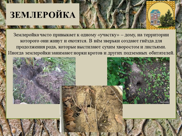 Презентация к занятию по развитию речи в подготовительной к школе группе по рассказу М.М.Пришвина "Землеройка"