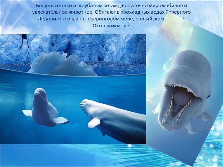 Презентация "Что мы знаем о китах... Знакомьтесь: белый кит Белуха"