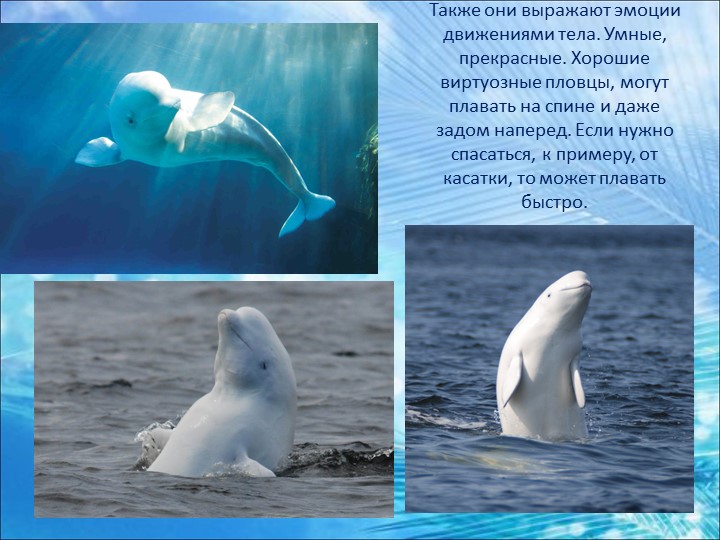 Презентация "Что мы знаем о китах... Знакомьтесь: белый кит Белуха"