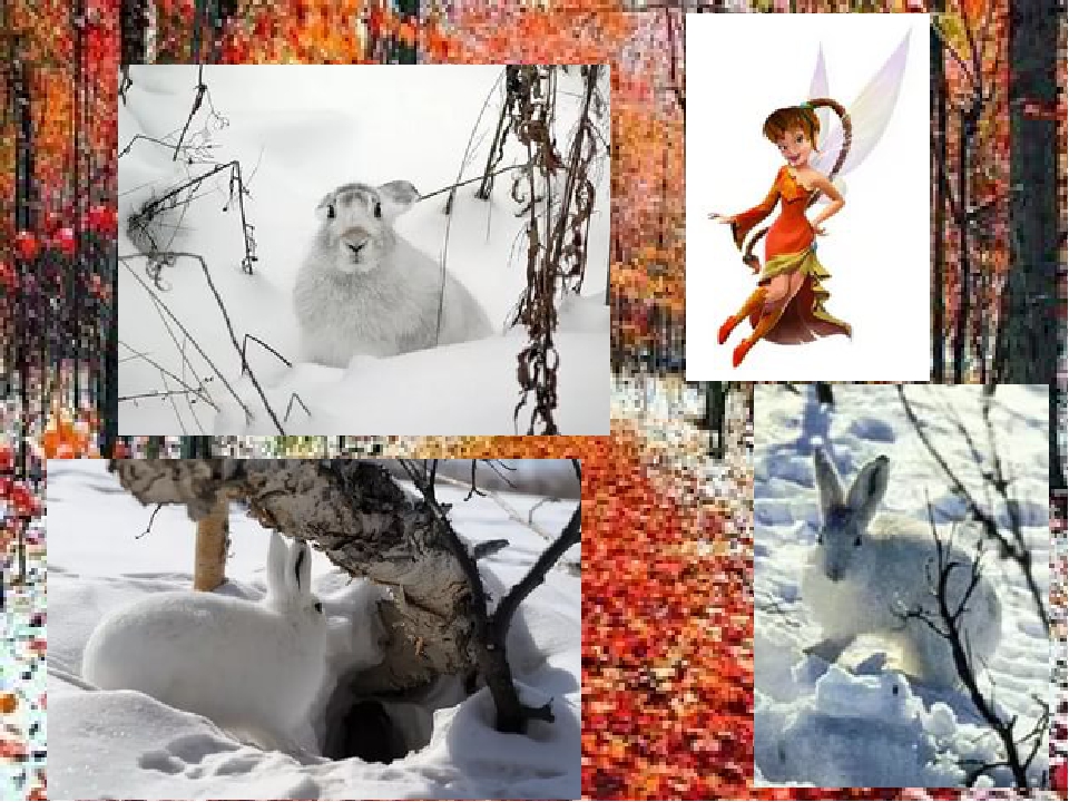 Презентация к конспекту "Подготовка диких животных к зиме"