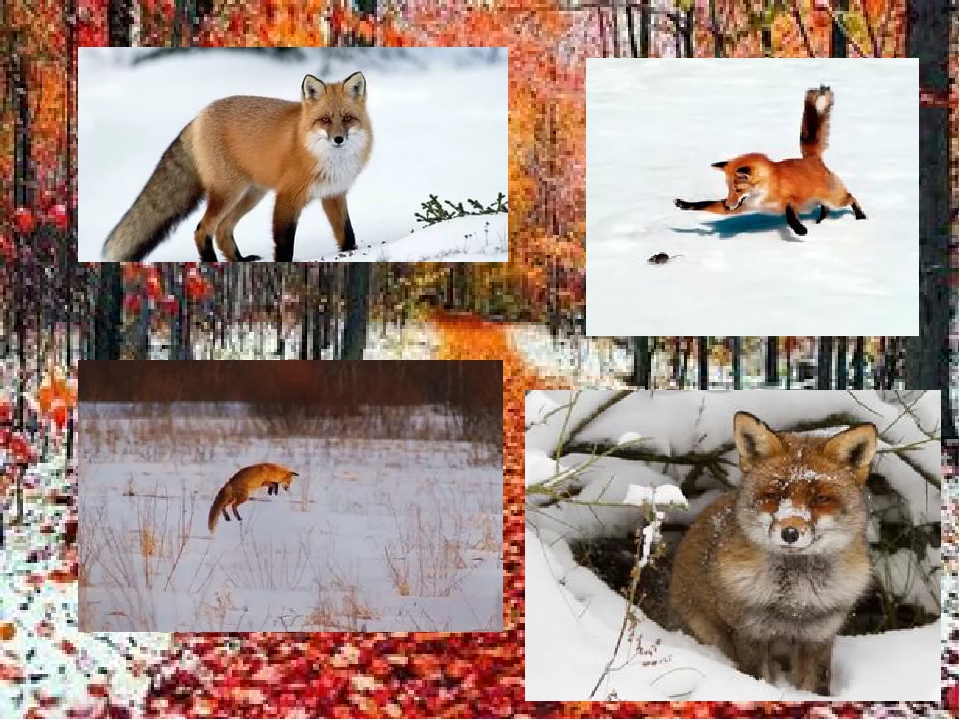 Презентация к конспекту "Подготовка диких животных к зиме"