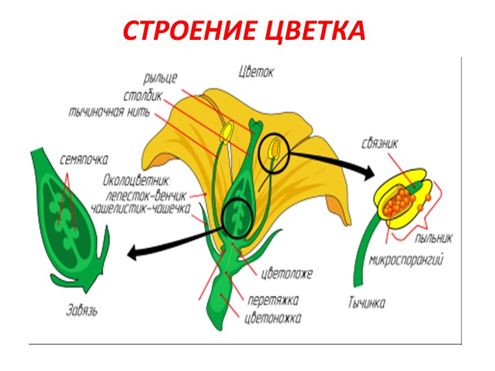 Проект на тему: "Цветы" в старшей группе