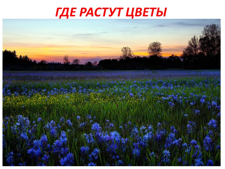 Проект на тему: "Цветы" в старшей группе