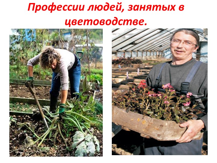 Проект на тему: "Цветы" в старшей группе