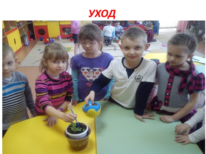 Проект на тему: "Цветы" в старшей группе