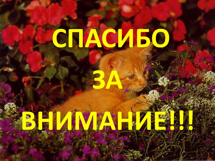 Проект на тему: "Цветы" в старшей группе