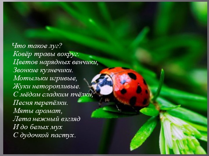 Проект на тему: "Насекомые" в старшей группе