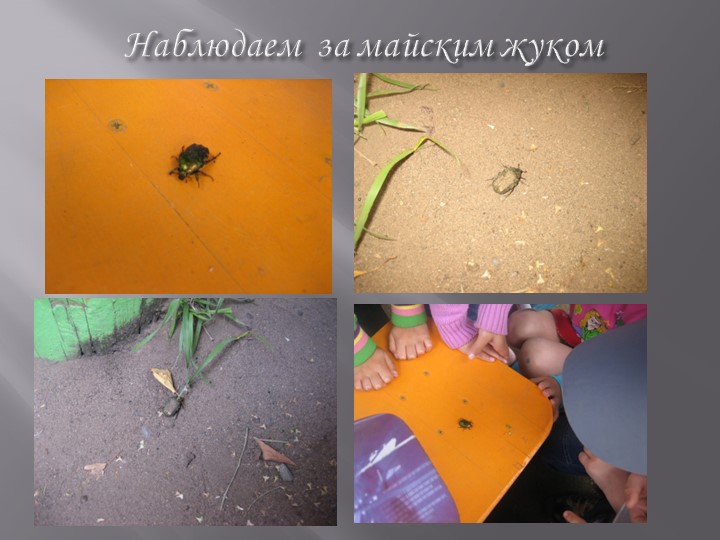 Проект на тему: "Насекомые" в старшей группе