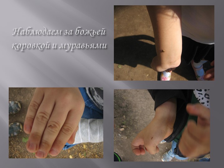 Проект на тему: "Насекомые" в старшей группе