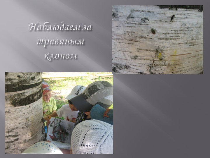 Проект на тему: "Насекомые" в старшей группе