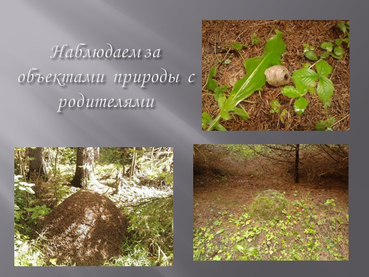 Проект на тему: "Насекомые" в старшей группе