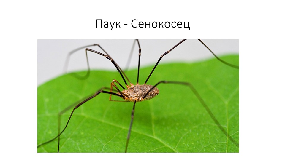 Презентация. В.Бианке "Как Муравьишка домой спешил"