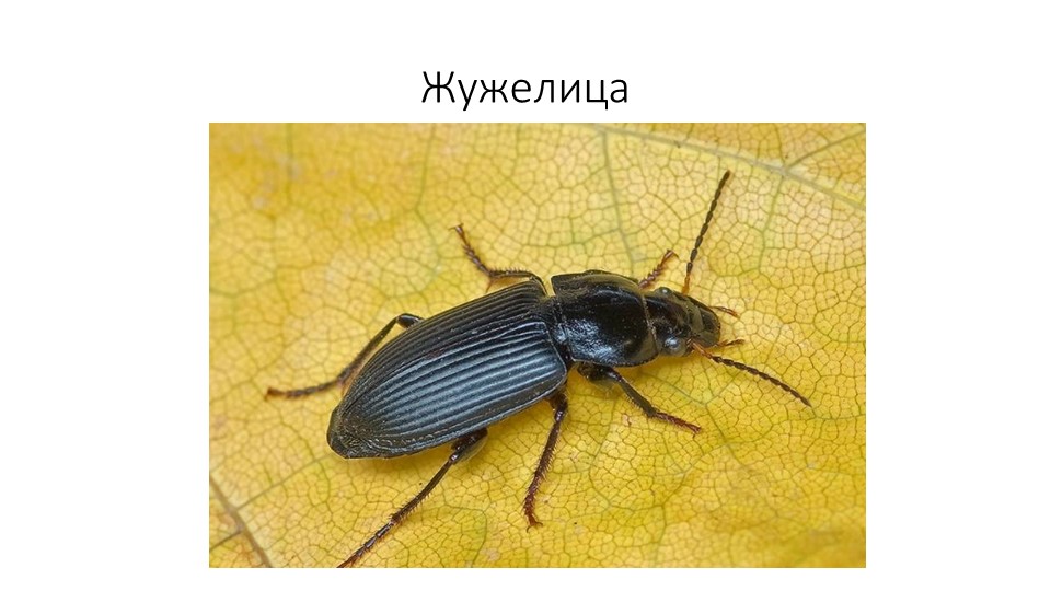 Презентация. В.Бианке "Как Муравьишка домой спешил"