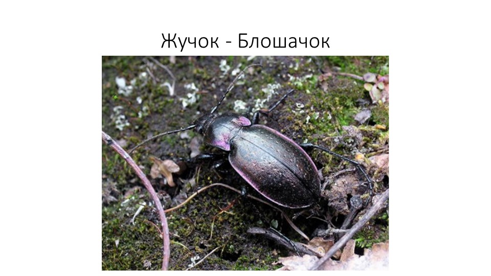 Презентация. В.Бианке "Как Муравьишка домой спешил"