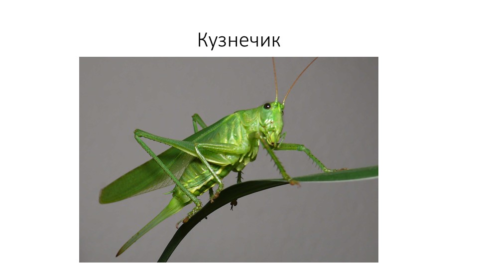Презентация. В.Бианке "Как Муравьишка домой спешил"