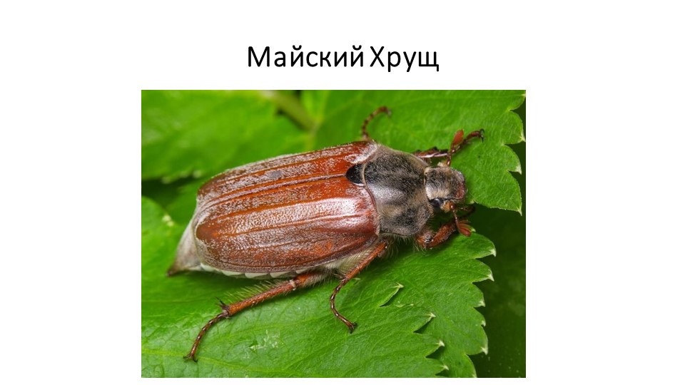 Презентация. В.Бианке "Как Муравьишка домой спешил"