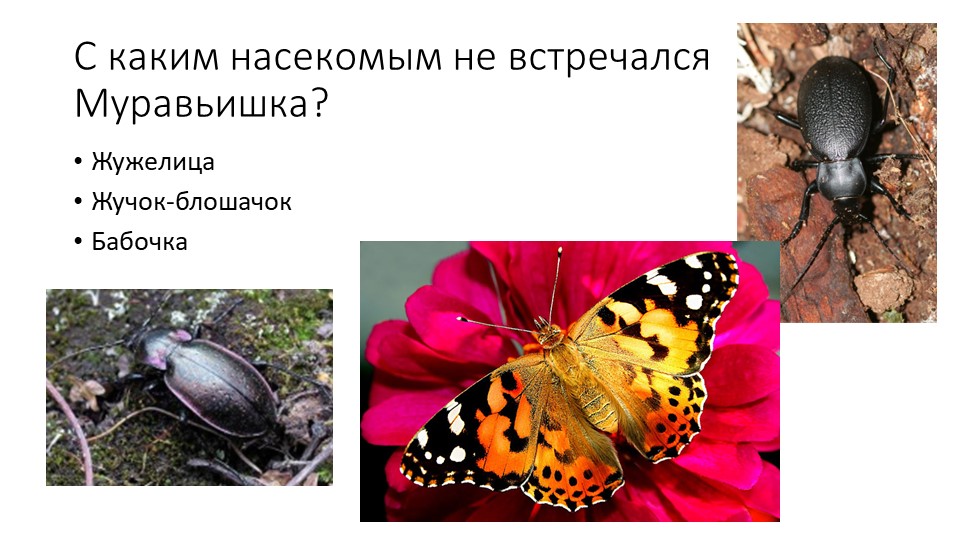 Презентация. В.Бианке "Как Муравьишка домой спешил"