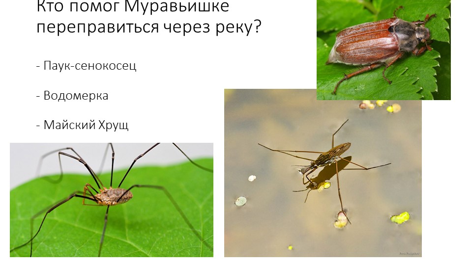 Презентация. В.Бианке "Как Муравьишка домой спешил"